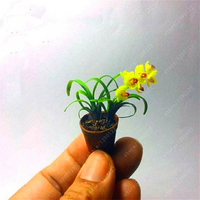 100-Pcs-bag-rare-Mini-Orchid-Seeds-phalaenopsis-orchid-Indoor-Miniature-garden-bonsai-flower-seeds-orchid.jpg