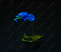100-Pcs-bag-rare-Mini-Orchid-Seeds-phalaenopsis-orchid-Indoor-Miniature-garden-bonsai-flower-seeds-orchid.jpg
