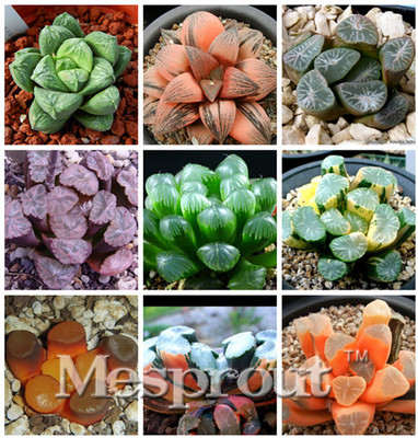 100pcs-Bonsai-Seeds-Green-Haworthia-Truncata-Flower-Pots-Planters-Succulent-Plants-Seeds-for-Home-Garden.jpg