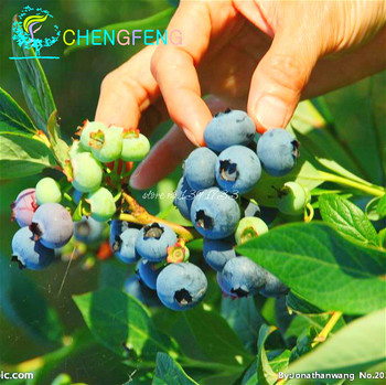 AMERICAN-BLUEBERRY-Fruit-Seeds-Germination-95--10-BLUEBERRY-Seeds-free-shipping.jpg